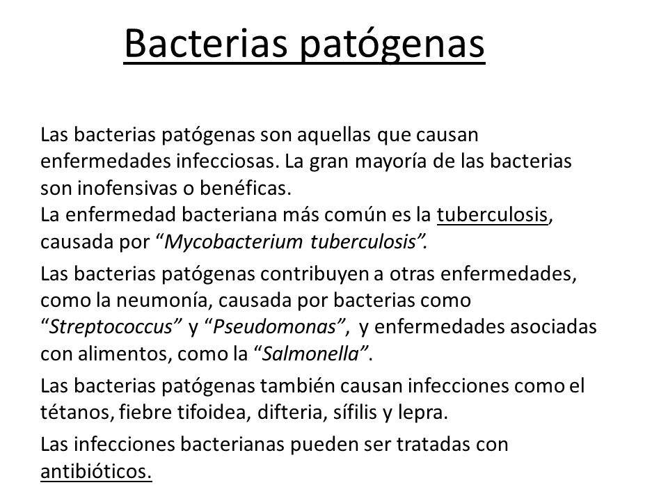 Las bacterias. - ppt video online descargar
