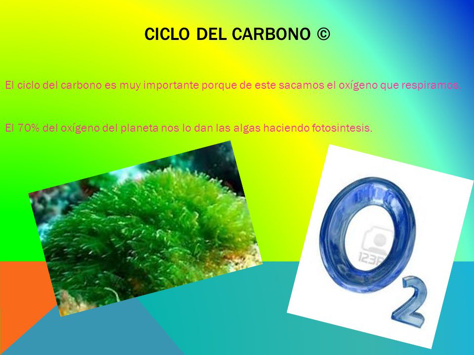 CICLO DEL CARBONO © El ciclo del carbono es muy importante porque de este sacamos el oxígeno que respiramos.