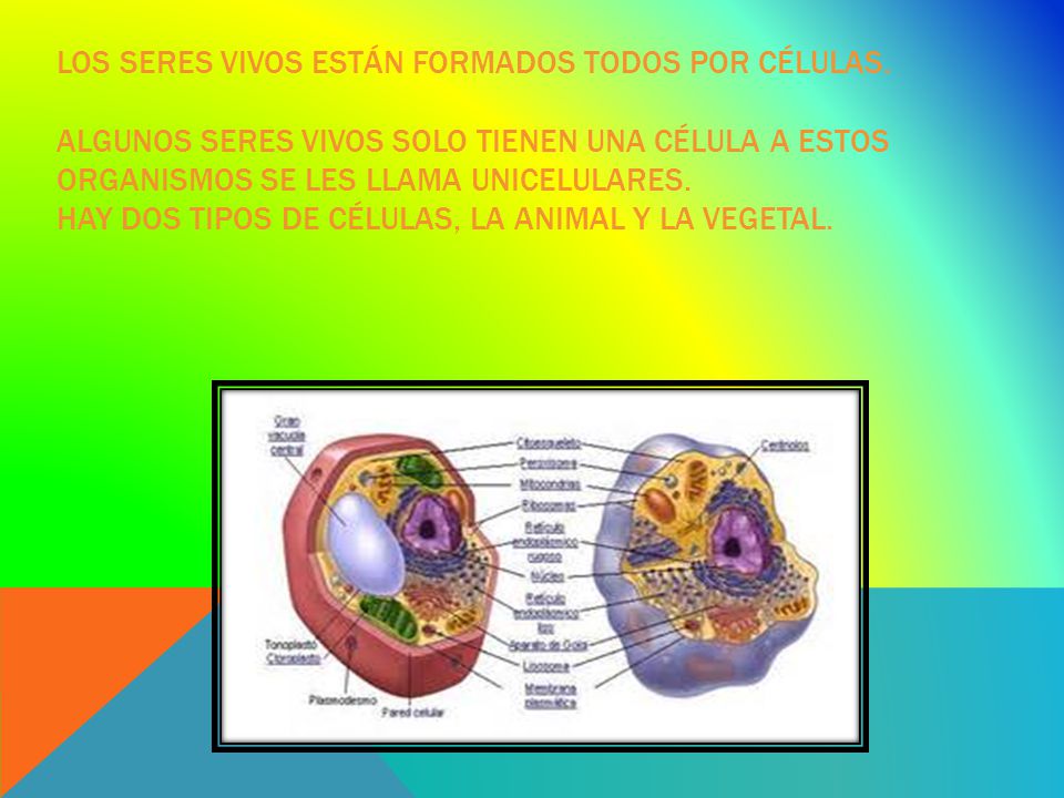 Los seres vivos están formados todos por células