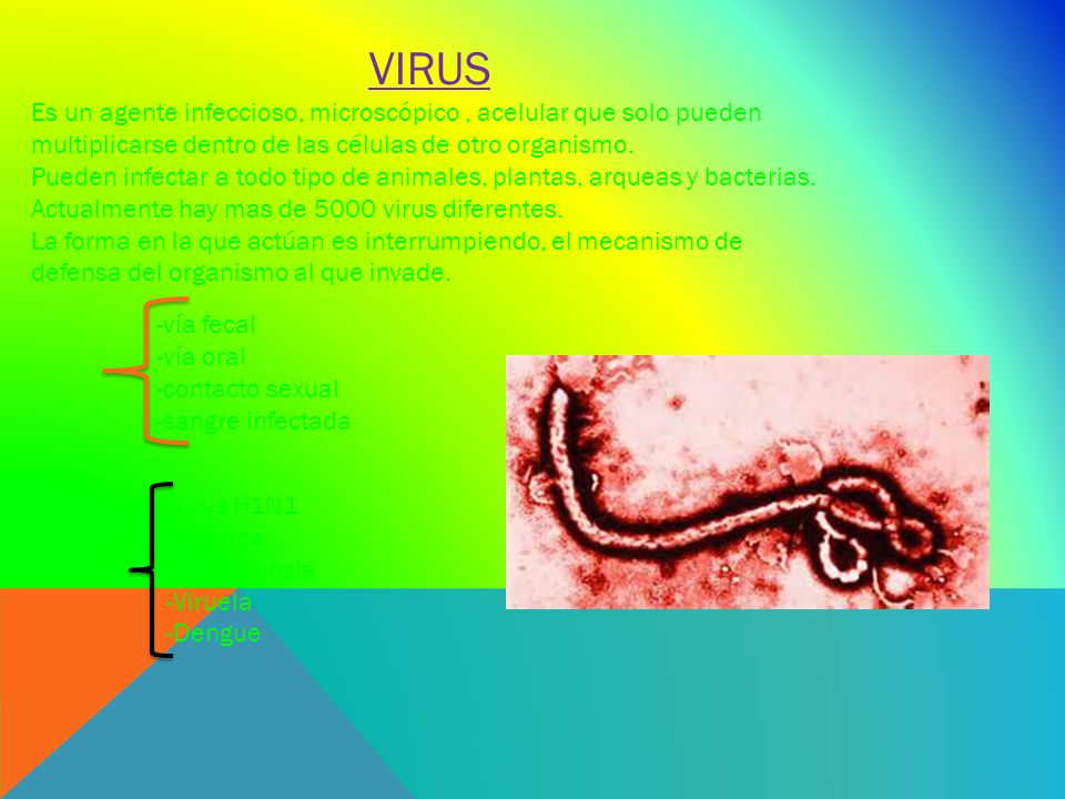 VIRUS Es un agente infeccioso, microscópico , acelular que solo pueden multiplicarse dentro de las células de otro organismo.