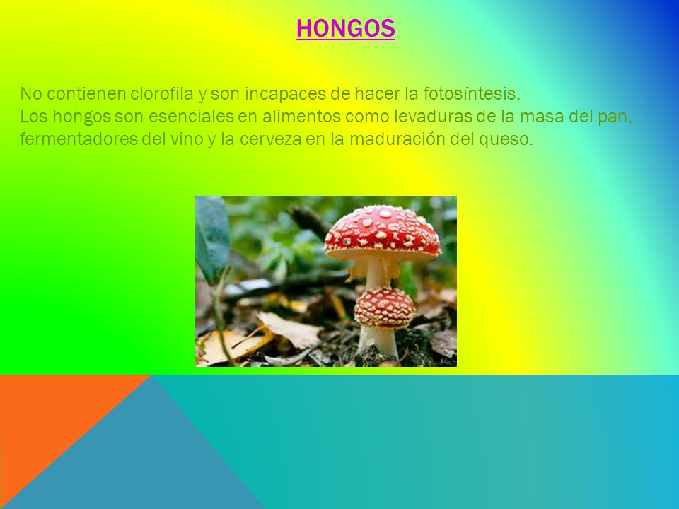 HONGOS No contienen clorofila y son incapaces de hacer la fotosíntesis.