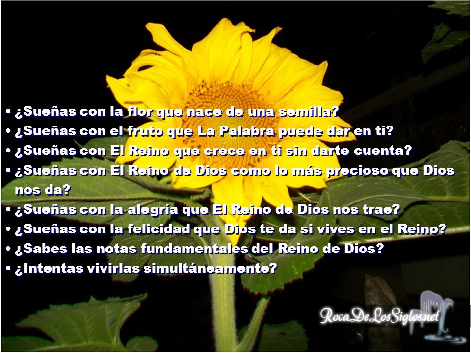 ¿Sueñas con la flor que nace de una semilla