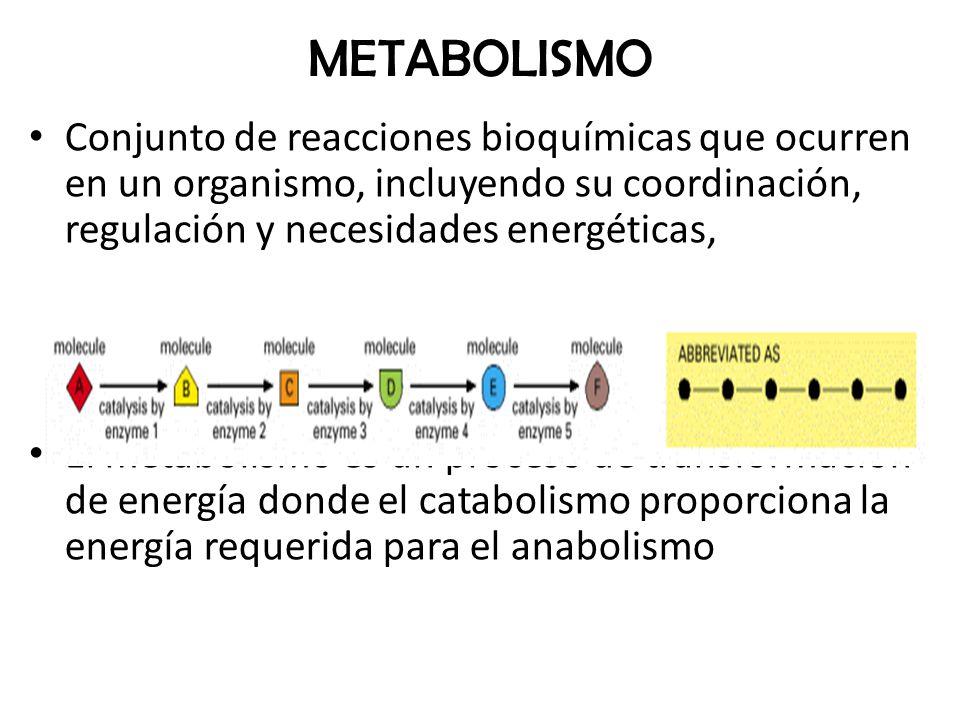 METABOLISMO Conjunto de reacciones bioquímicas que ocurren en un organismo, incluyendo su coordinación, regulación y necesidades energéticas,