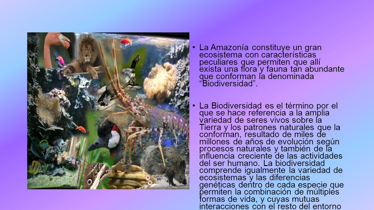 La Amazonía constituye un gran ecosistema con características peculiares que permiten que allí exista una flora y fauna tan abundante que conforman la denominada Biodiversidad .