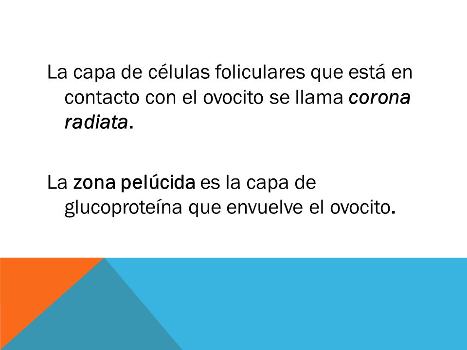 La capa de células foliculares que está en contacto con el ovocito se llama corona radiata.