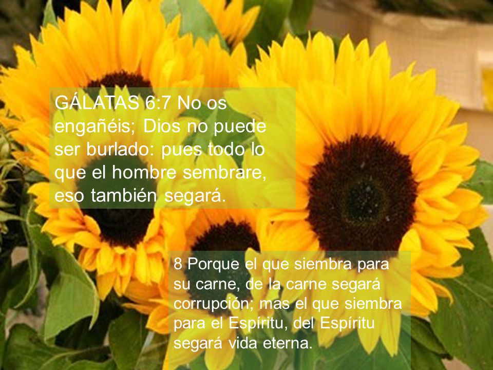 GÁLATAS 6:7 No os engañéis; Dios no puede ser burlado: pues todo lo que el hombre sembrare, eso también segará.