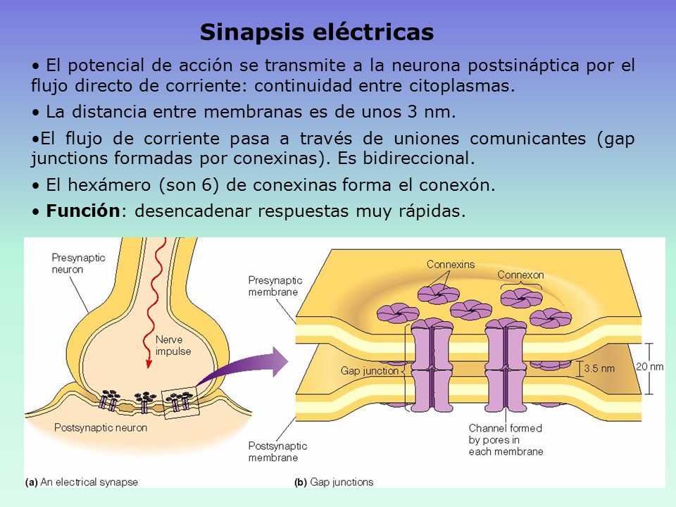 Sinapsis eléctricas El potencial de acción se transmite a la neurona postsináptica por el flujo directo de corriente: continuidad entre citoplasmas.