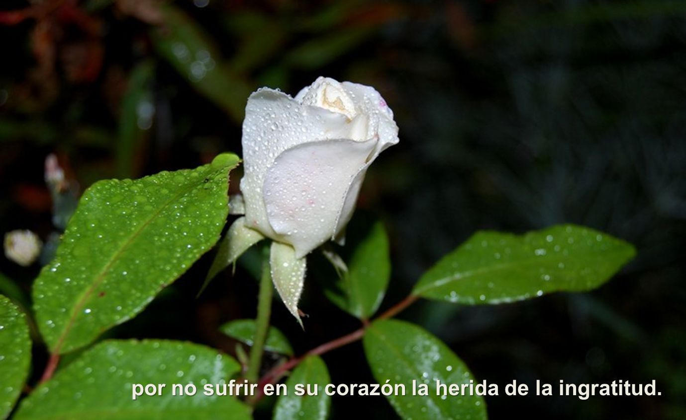 por no sufrir en su corazón la herida de la ingratitud.