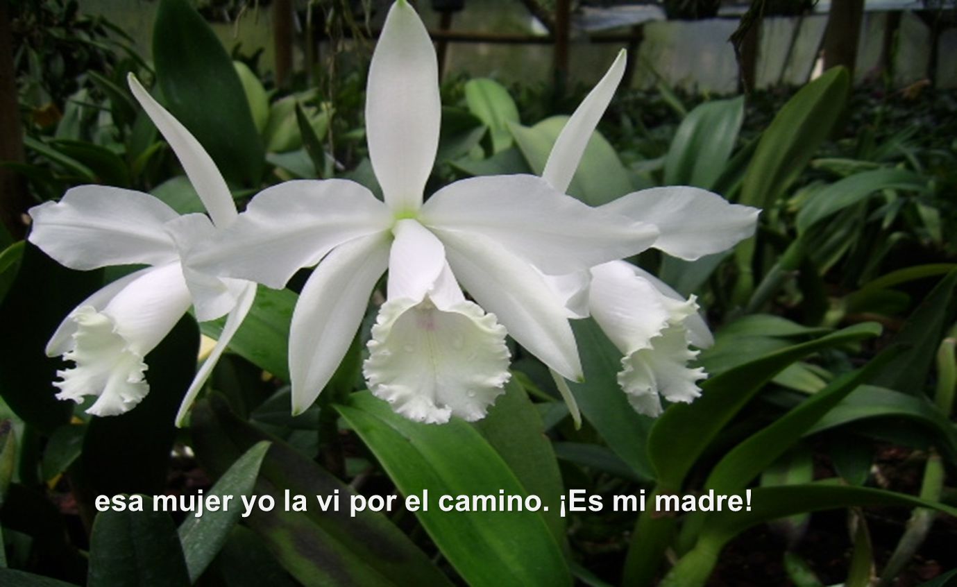 esa mujer yo la vi por el camino. ¡Es mi madre!