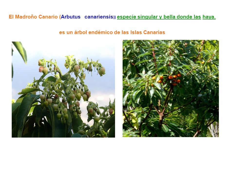 El Madroño Canario (Arbutus canariensis)) especie singular y bella donde las haya, es un árbol endémico de las Islas Canarias