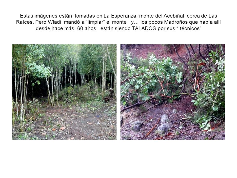 Estas imágenes están tomadas en La Esperanza, monte del Acebiñal cerca de Las Raíces.
