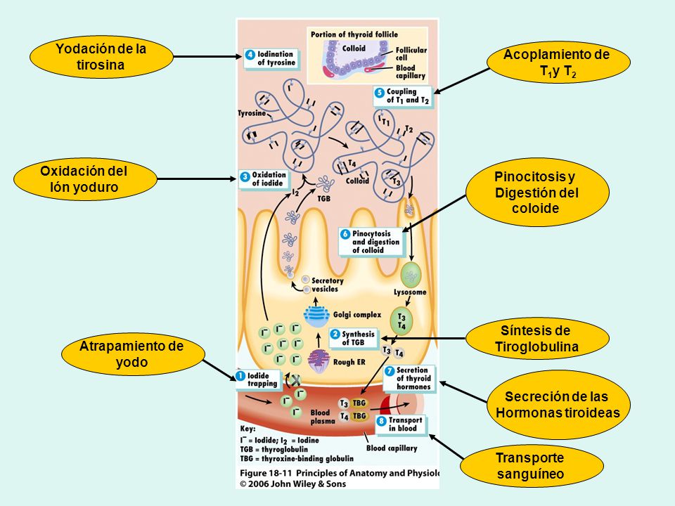 Yodación de la tirosina. Acoplamiento de. T1y T2. Oxidación del. Ión yoduro. Pinocitosis y. Digestión del.