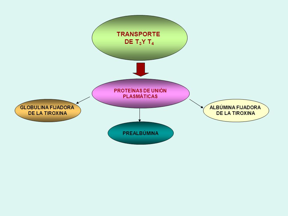 TRANSPORTE DE T3Y T4 PROTEÍNAS DE UNIÓN PLASMÁTICAS GLOBULINA FIJADORA
