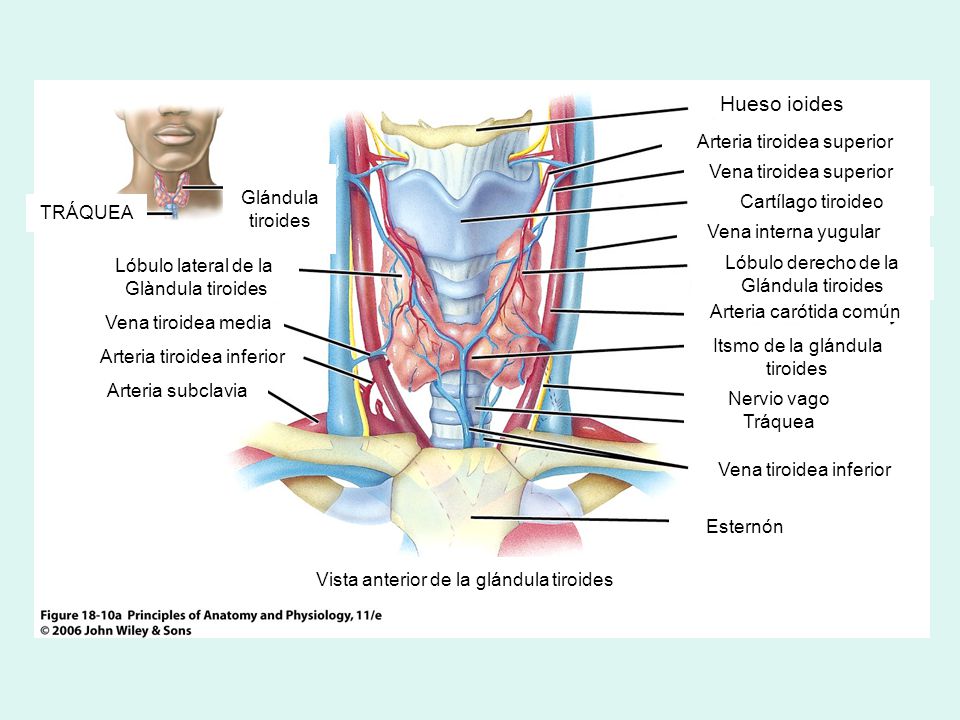 Hueso ioides Arteria tiroidea superior Vena tiroidea superior Glándula
