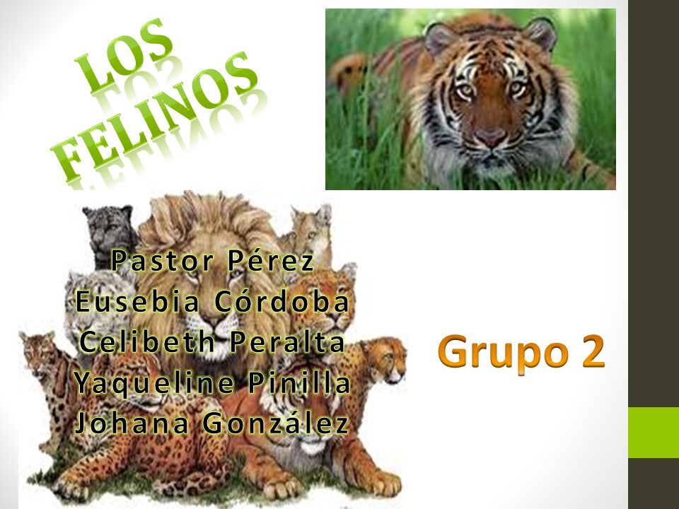 Los Felinos Grupo 2 Pastor Pérez Eusebia Córdoba Celibeth Peralta