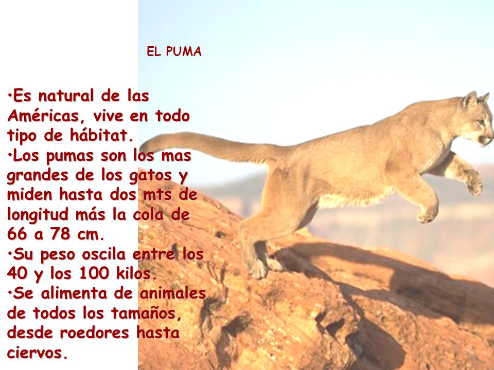 Es natural de las Américas, vive en todo tipo de hábitat.