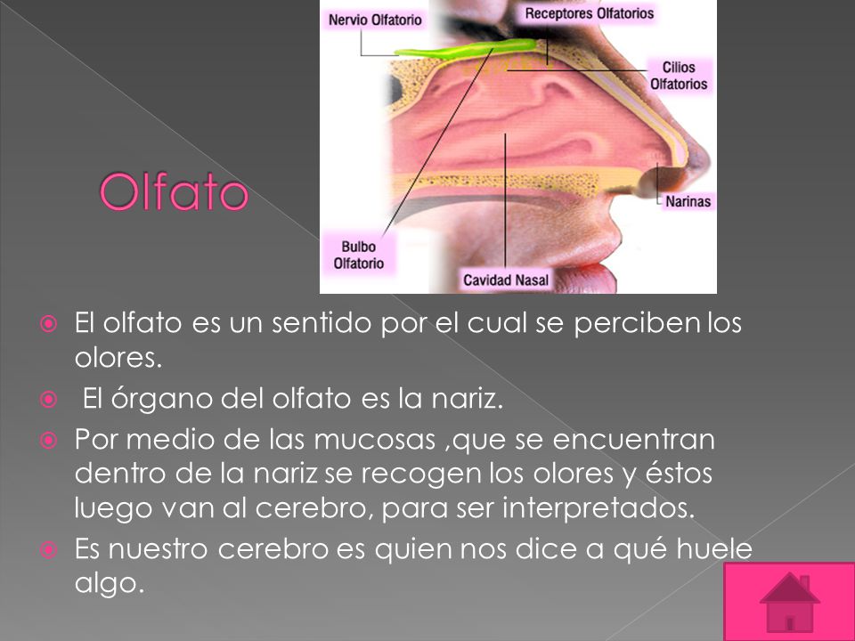 Olfato El olfato es un sentido por el cual se perciben los olores.