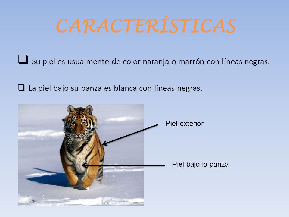 CARACTERÍSTICAS Su piel es usualmente de color naranja o marrón con líneas negras. La piel bajo su panza es blanca con líneas negras.