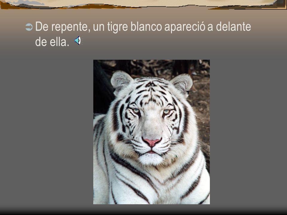 De repente, un tigre blanco apareció a delante de ella.