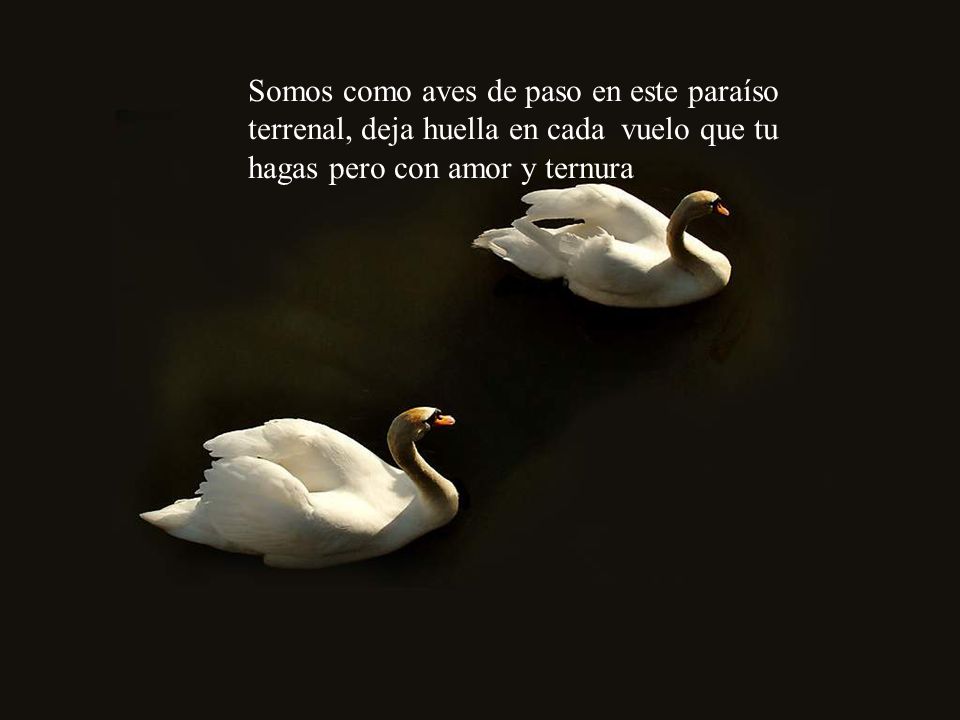 Somos como aves de paso en este paraíso terrenal, deja huella en cada vuelo que tu hagas pero con amor y ternura