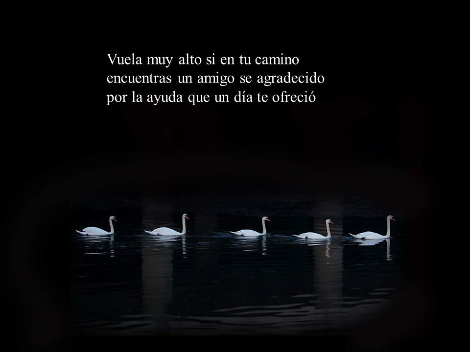 Vuela muy alto si en tu camino encuentras un amigo se agradecido por la ayuda que un día te ofreció
