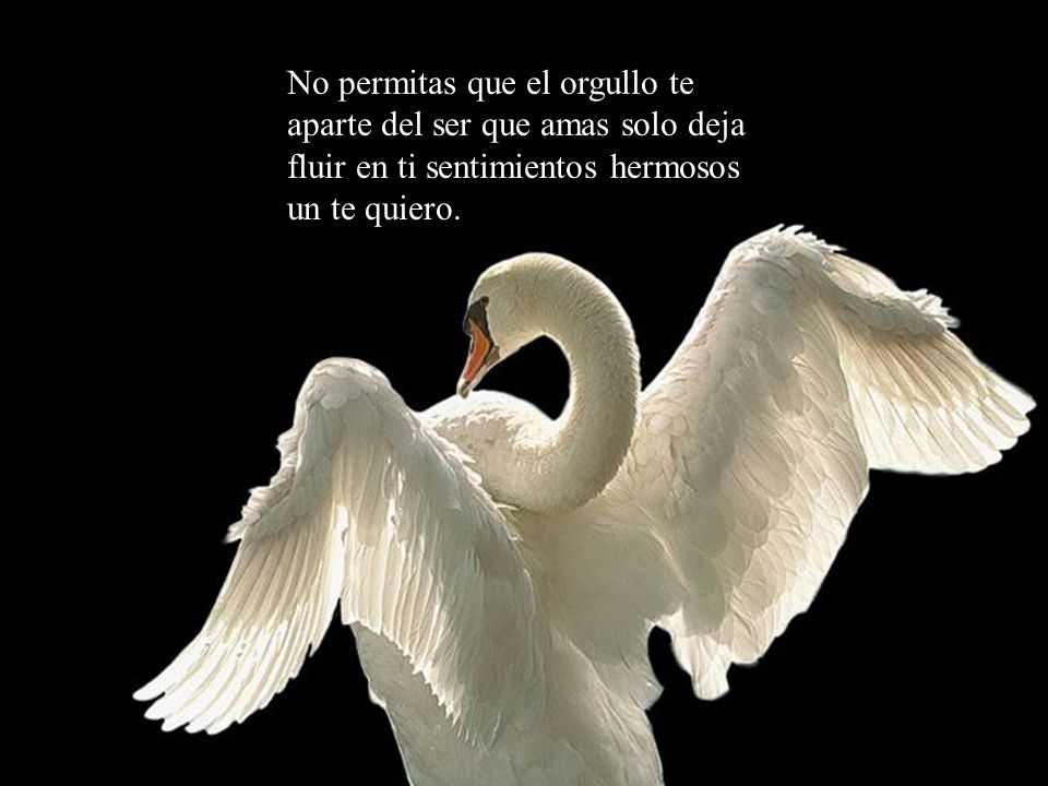 No permitas que el orgullo te aparte del ser que amas solo deja fluir en ti sentimientos hermosos un te quiero.