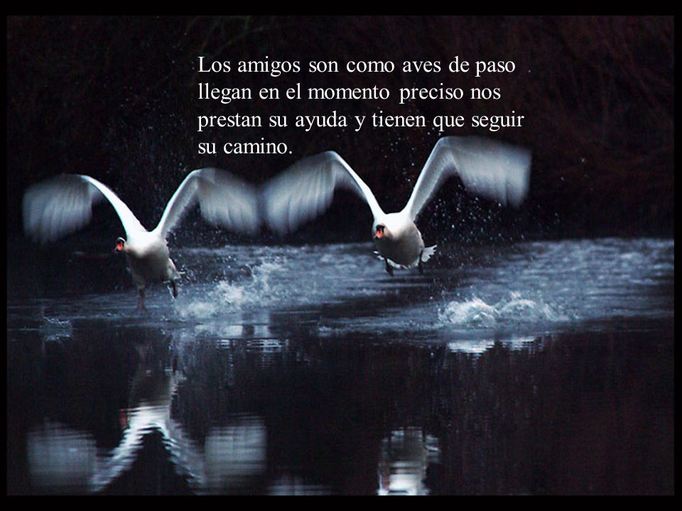 Los amigos son como aves de paso llegan en el momento preciso nos prestan su ayuda y tienen que seguir su camino.