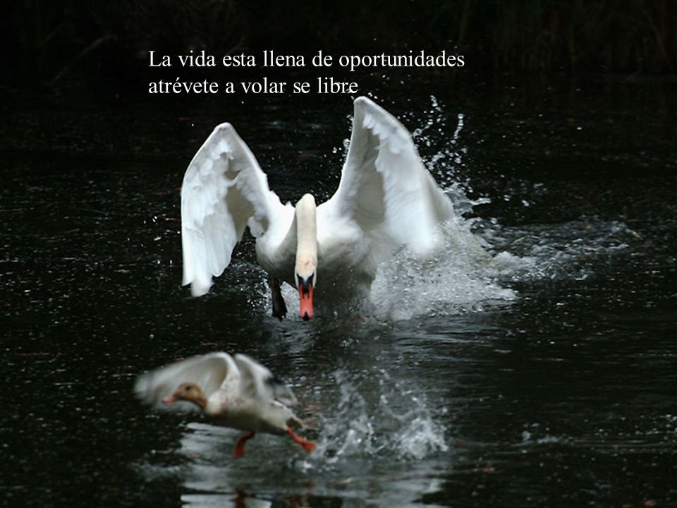 La vida esta llena de oportunidades atrévete a volar se libre
