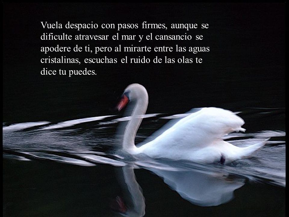 Vuela despacio con pasos firmes, aunque se dificulte atravesar el mar y el cansancio se apodere de ti, pero al mirarte entre las aguas cristalinas, escuchas el ruido de las olas te dice tu puedes.