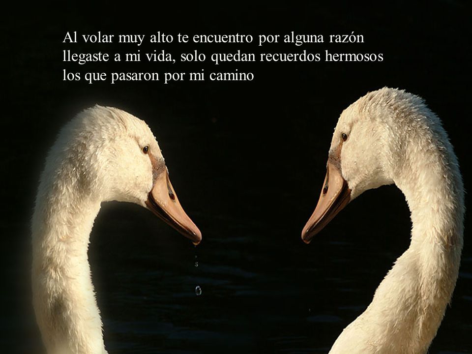 Al volar muy alto te encuentro por alguna razón llegaste a mi vida, solo quedan recuerdos hermosos los que pasaron por mi camino