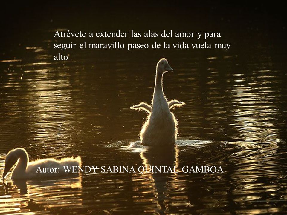 Atrévete a extender las alas del amor y para seguir el maravillo paseo de la vida vuela muy alto