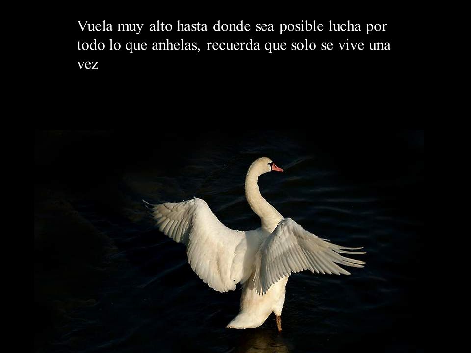 Vuela muy alto hasta donde sea posible lucha por todo lo que anhelas, recuerda que solo se vive una vez