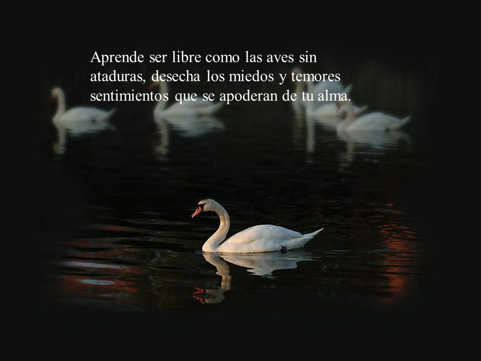 Aprende ser libre como las aves sin ataduras, desecha los miedos y temores sentimientos que se apoderan de tu alma.