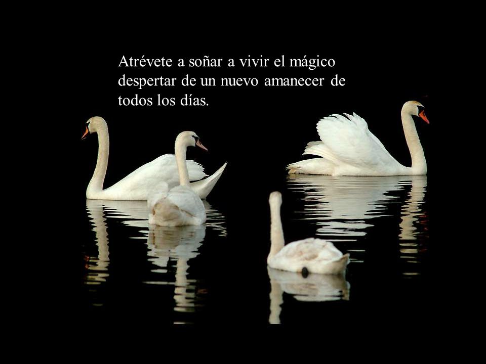 Atrévete a soñar a vivir el mágico despertar de un nuevo amanecer de todos los días.