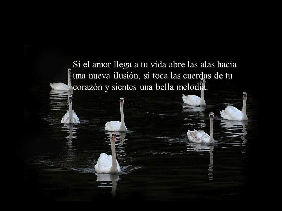 Si el amor llega a tu vida abre las alas hacia una nueva ilusión, si toca las cuerdas de tu corazón y sientes una bella melodía.