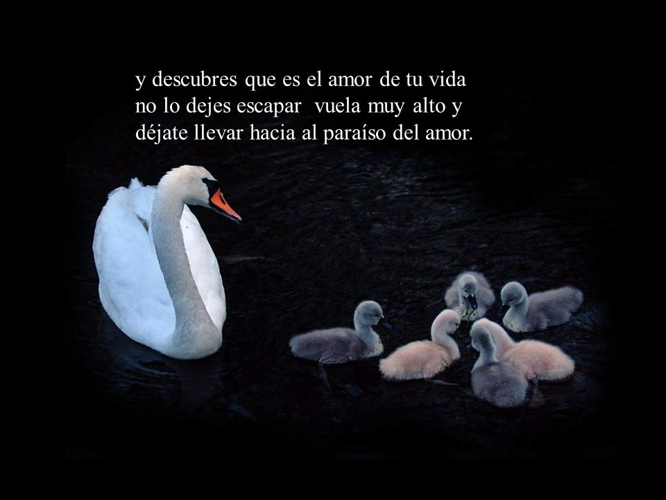 y descubres que es el amor de tu vida no lo dejes escapar vuela muy alto y déjate llevar hacia al paraíso del amor.