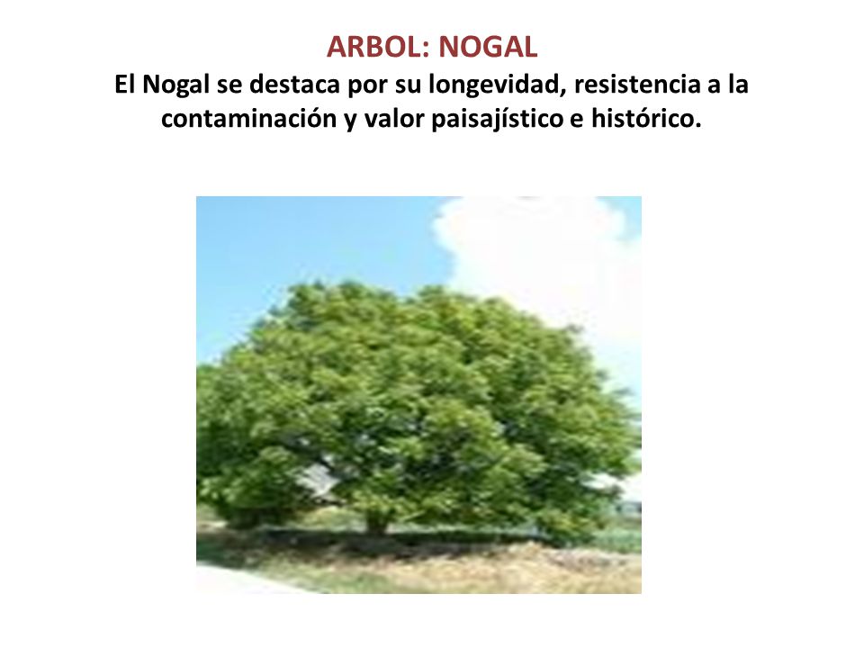 ARBOL: NOGAL El Nogal se destaca por su longevidad, resistencia a la contaminación y valor paisajístico e histórico.