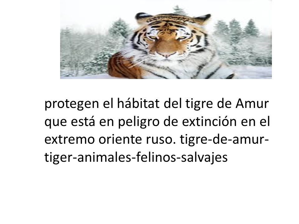 protegen el hábitat del tigre de Amur que está en peligro de extinción en el extremo oriente ruso.