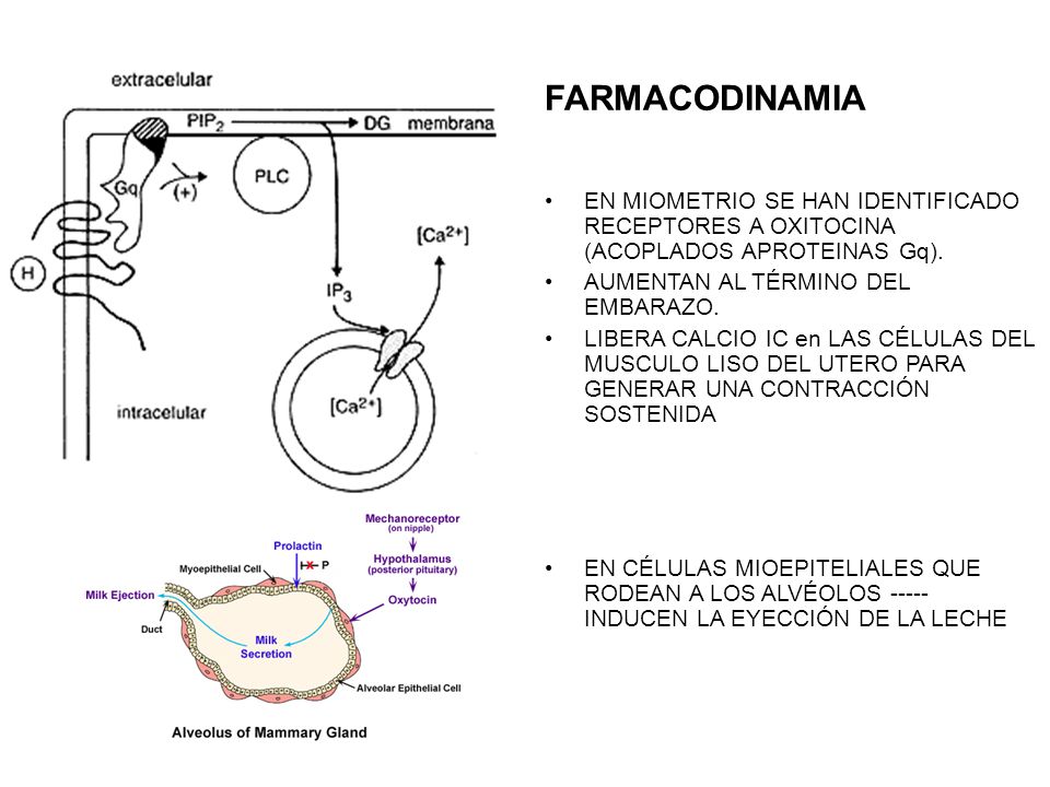 FARMACODINAMIA EN MIOMETRIO SE HAN IDENTIFICADO RECEPTORES A OXITOCINA (ACOPLADOS APROTEINAS Gq). AUMENTAN AL TÉRMINO DEL EMBARAZO.