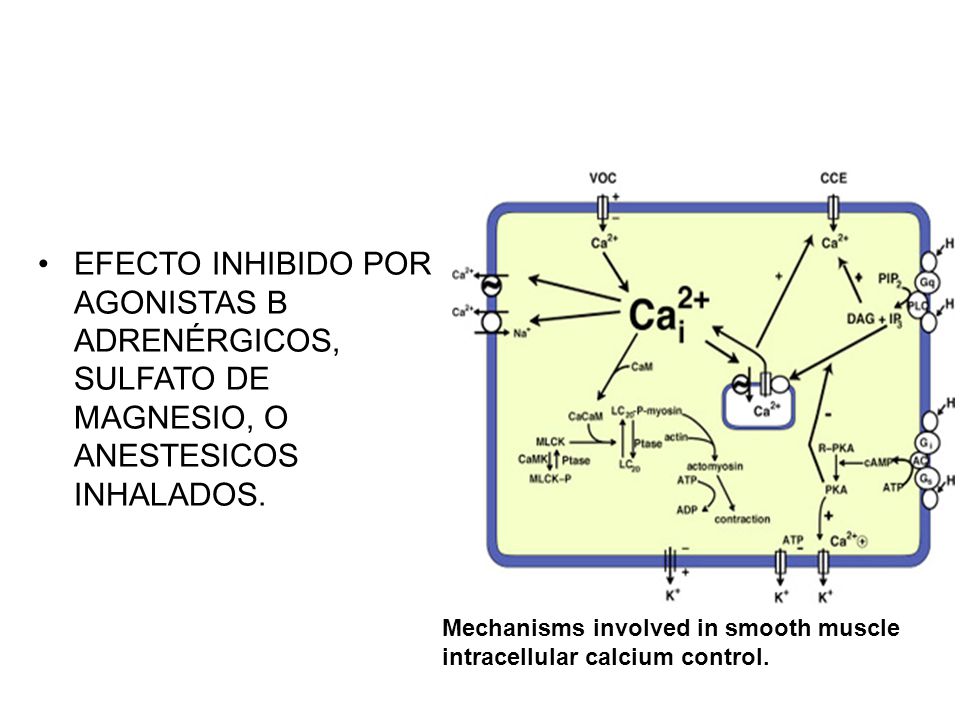 EFECTO INHIBIDO POR AGONISTAS B ADRENÉRGICOS, SULFATO DE MAGNESIO, O ANESTESICOS INHALADOS.