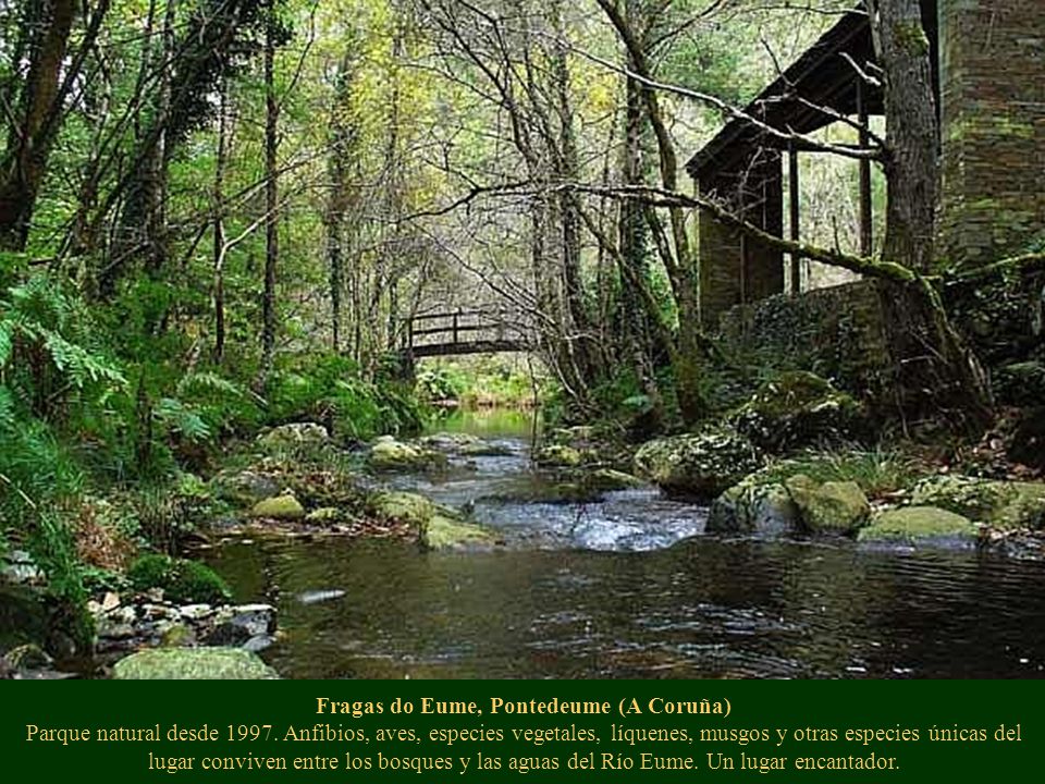 Fragas do Eume, Pontedeume (A Coruña) Parque natural desde 1997
