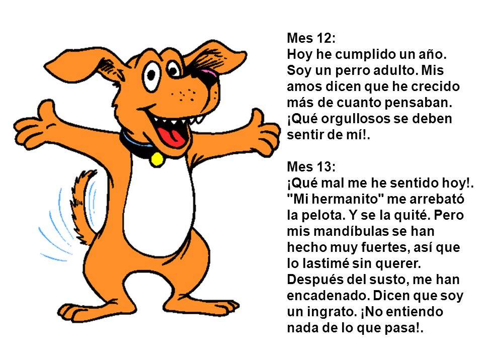 Mes 12: Hoy he cumplido un año. Soy un perro adulto