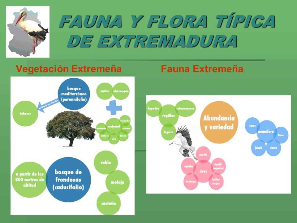 FAUNA Y FLORA TÍPICA DE EXTREMADURA