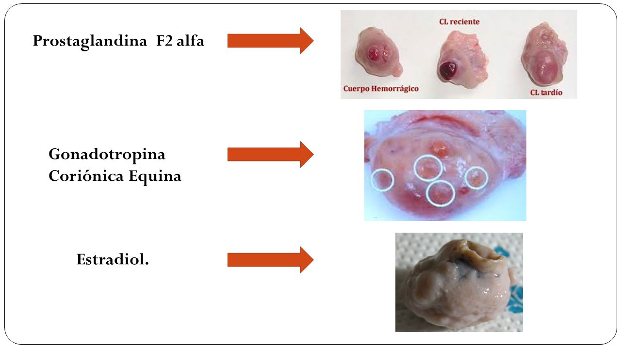 Prostaglandina F2 alfa Gonadotropina Coriónica Equina Estradiol.