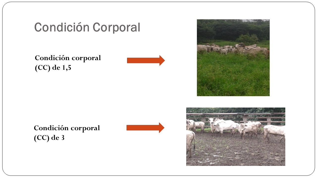 Condición Corporal Condición corporal (CC) de 1,5