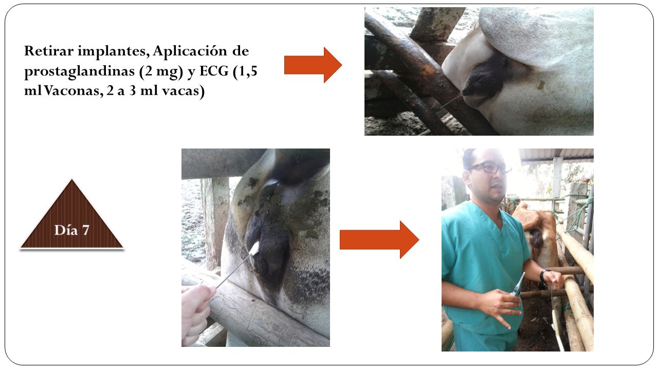 Retirar implantes, Aplicación de prostaglandinas (2 mg) y ECG (1,5 ml Vaconas, 2 a 3 ml vacas)