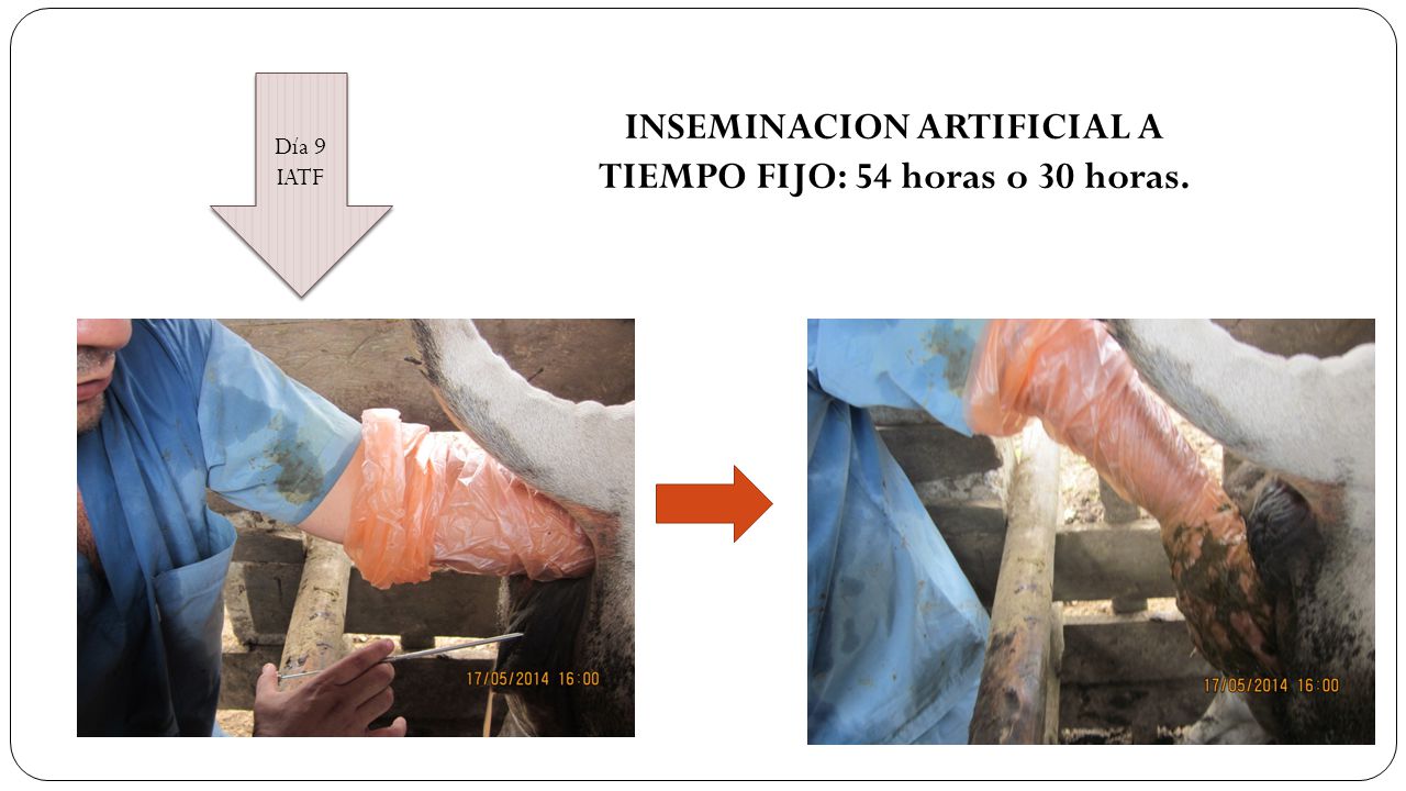 INSEMINACION ARTIFICIAL A TIEMPO FIJO: 54 horas o 30 horas.