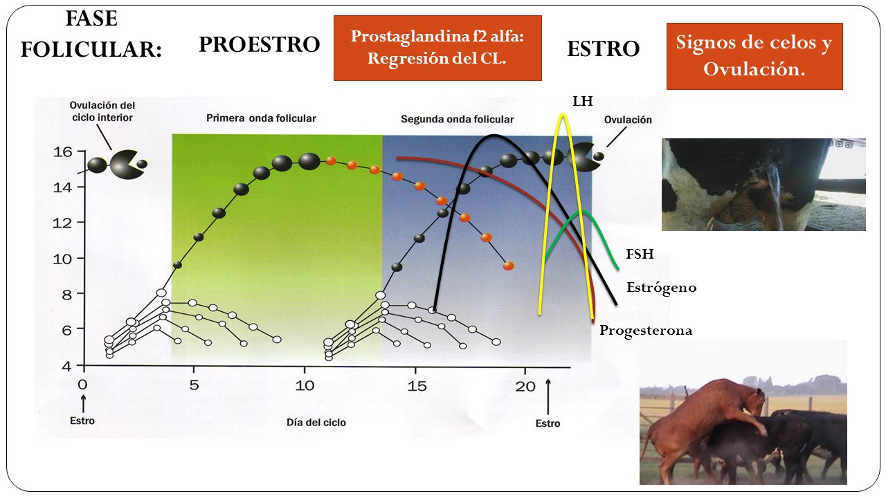Prostaglandina f2 alfa: Regresión del CL. Signos de celos y Ovulación.