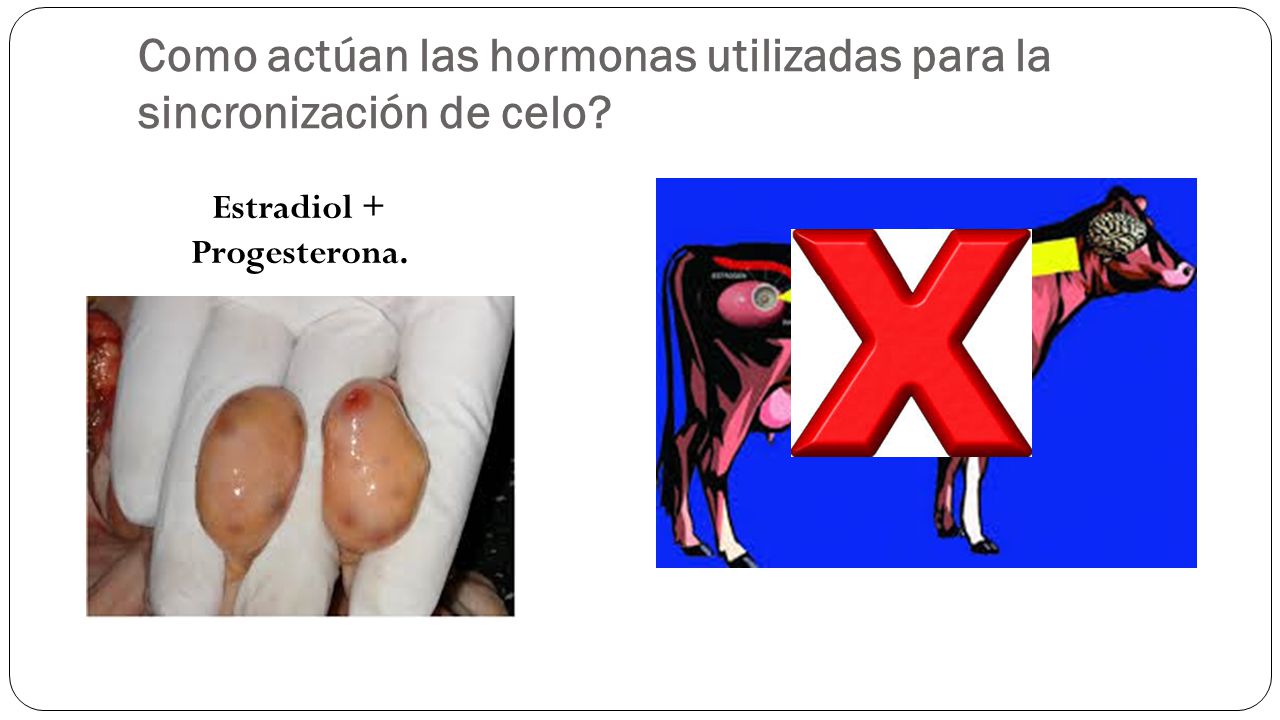 Como actúan las hormonas utilizadas para la sincronización de celo