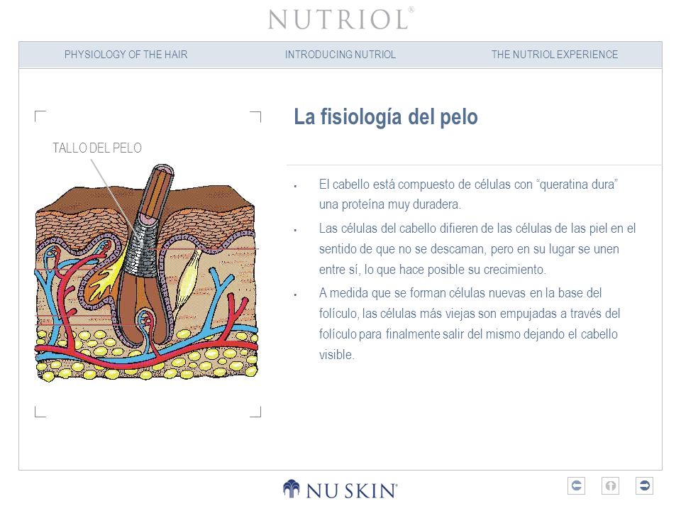 La fisiología del pelo TALLO DEL PELO. El cabello está compuesto de células con queratina dura una proteína muy duradera.